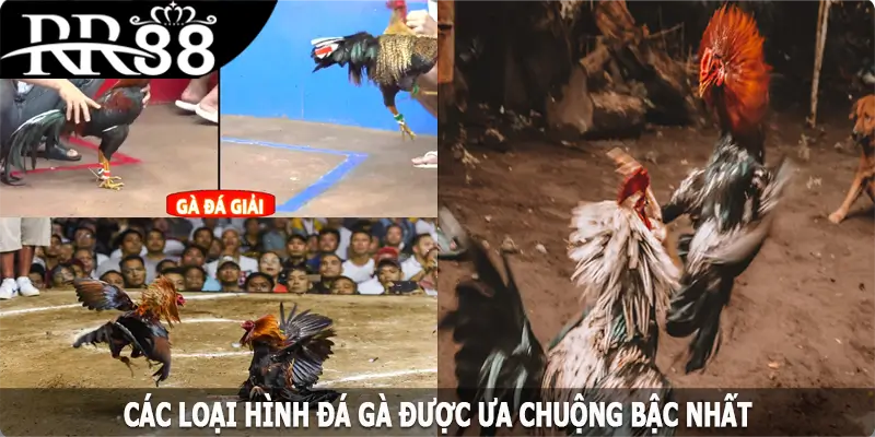 Các loại hình đá gà RR88 được ưa chuộng bậc nhất