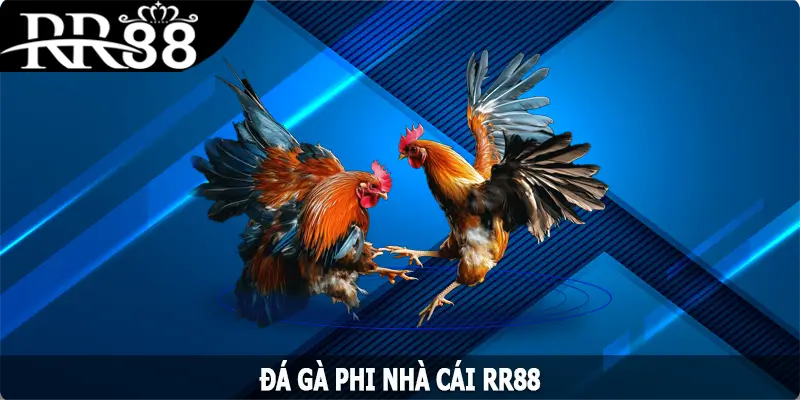 Đá Gà Phi – Cơ Hội Kiếm Lời Khủng Không Thể Bỏ Qua tại RR88