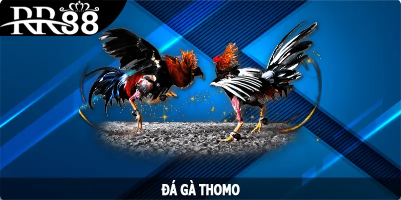 Đá Gà Thomo - Trải Nghiệm Cá Cược, Săn Thưởng Cùng RR88