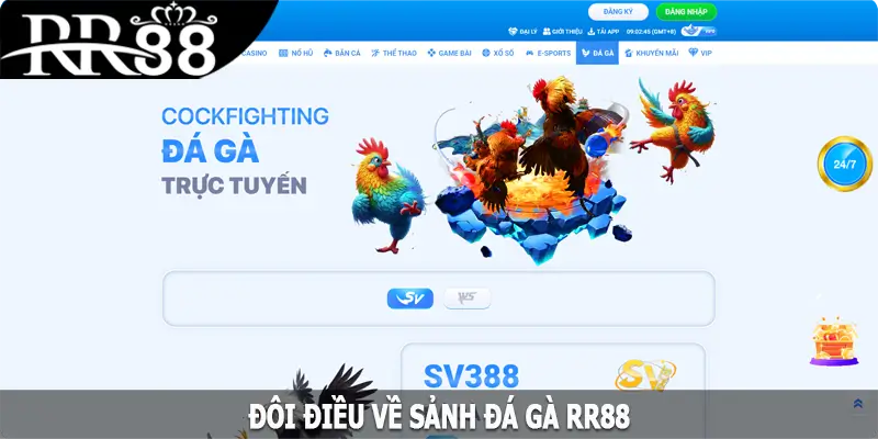 Đôi điều về sảnh đá gà RR88 hấp dẫn