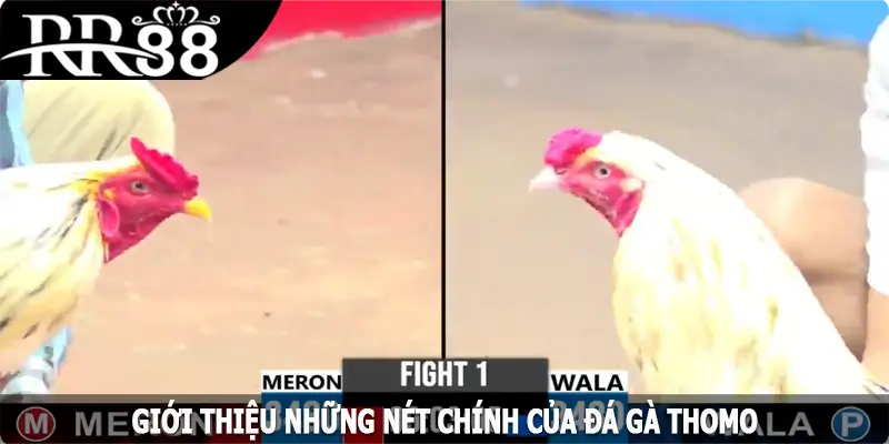 Giới thiệu những nét chính của đá gà Thomo