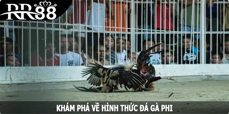 Khám phá về hình thức đá gà Phi